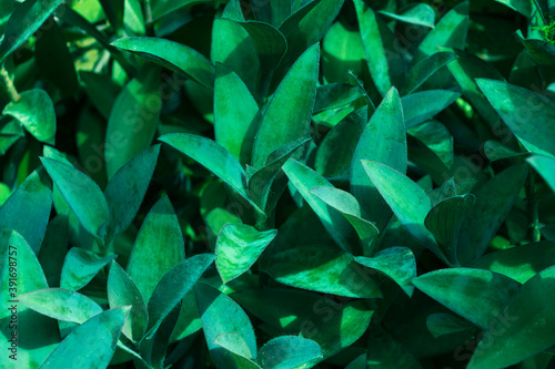 Tropical leaves, abstract green leaves texture,