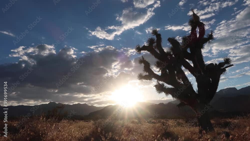 Red Rock Canyon. Las Vegas, NV. Sunset clouds and joshua tree.