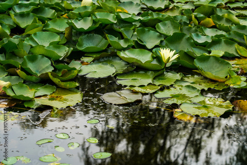 Close up image of Green lotus flower leaf floating at the pond