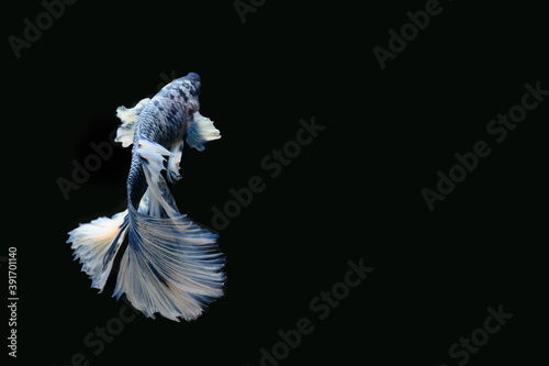 Thai blue fighting fish