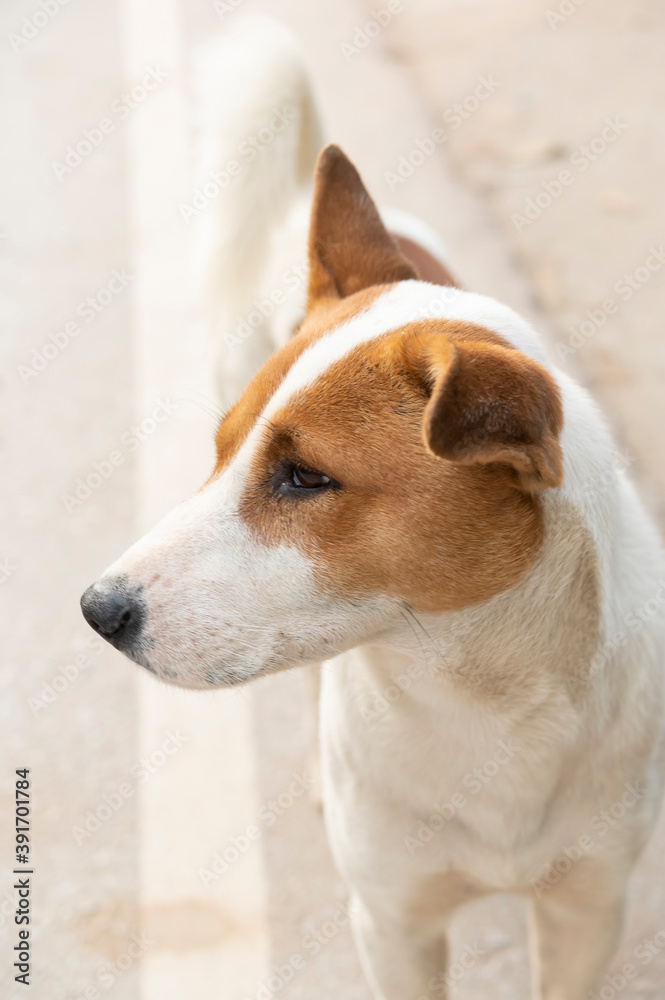 One brown white dog on abstract One brown white dog on abstract