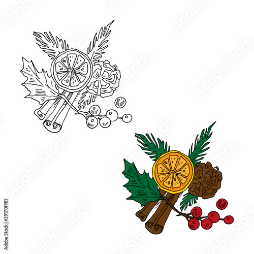 Holly, cinnamon, pinecone, tangerine vector illustration in color and outline sketch style