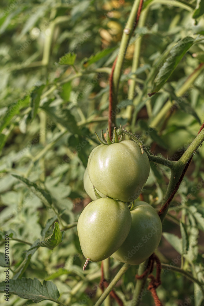 Unripe green tomatoes growing on bush in the garden Unripe green tomatoes growing on bush in the garden
