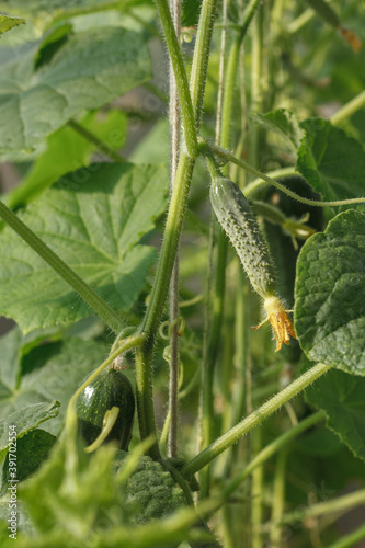 Young cucumbers with leaves growing on bush