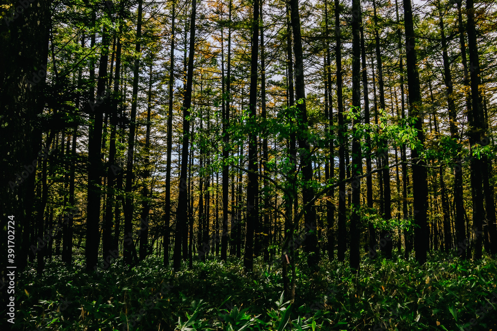 Wooded forest trees back-lit by sunlight rays pouring through trees on forest floor illuminating tree branches. Wooded forest trees back-lit by sunlight rays pouring through trees on forest floor illuminating tree branches.
