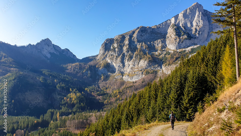 A panoramic capture of a man hiking through the forest in Hochschwab region in Austrian Alps. The trees are turning golden. Autumn vibes. High mountain chain in front of him. Freedom and wilderness