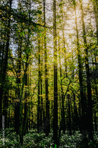 Wooded forest trees back-lit by sunlight rays pouring through trees on forest floor illuminating tree branches. 