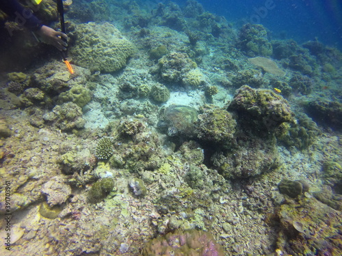 The green sea turtle  Chelonia mydas   El Nido  Palawan  Philippines