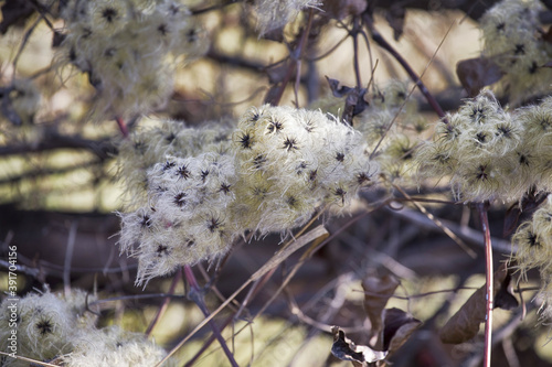 Φωτογραφία Closeup shot of fluffy white pappus seeds