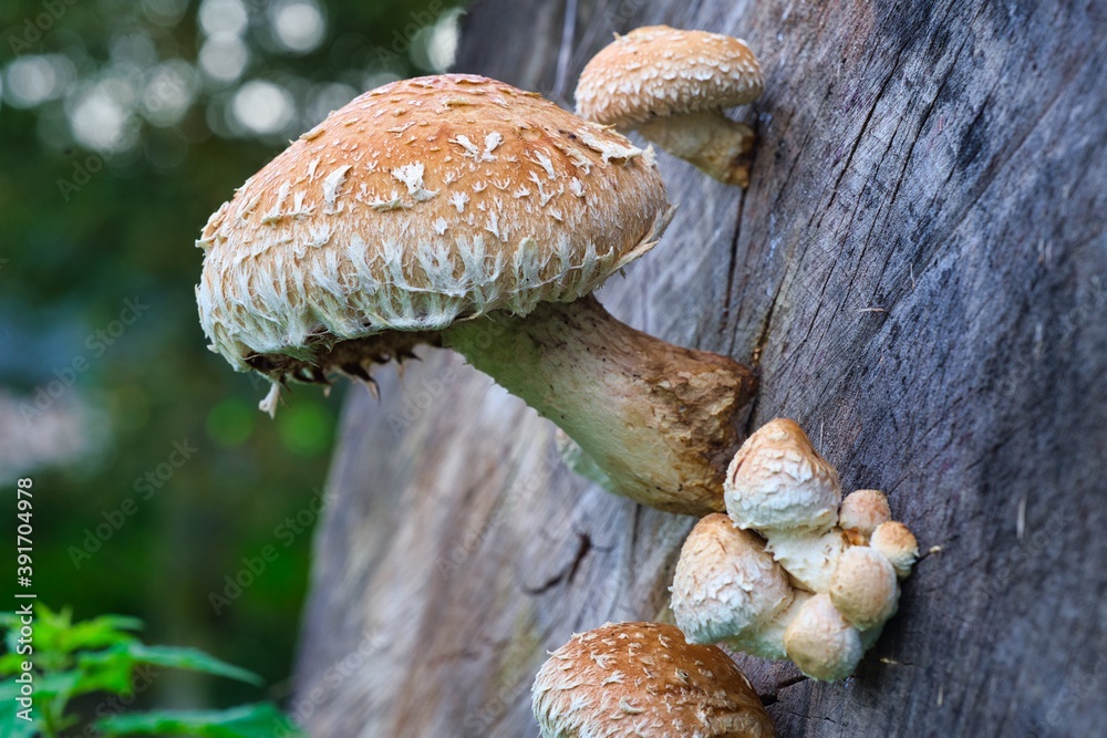 mushrooms on a tree mushrooms on a tree