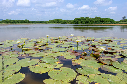 flores de lirio sobre laguna y con fondo de  manglar y cielo azul, sin personas. © OBurguette
