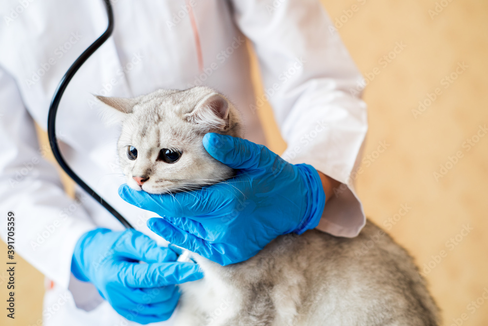 examination of a cat by a veterinarian in a vet clinic. Scottish chinchilla straight,Vaccinating a kitten examination of a cat by a veterinarian in a vet clinic. Scottish chinchilla straight,Vaccinating a kitten