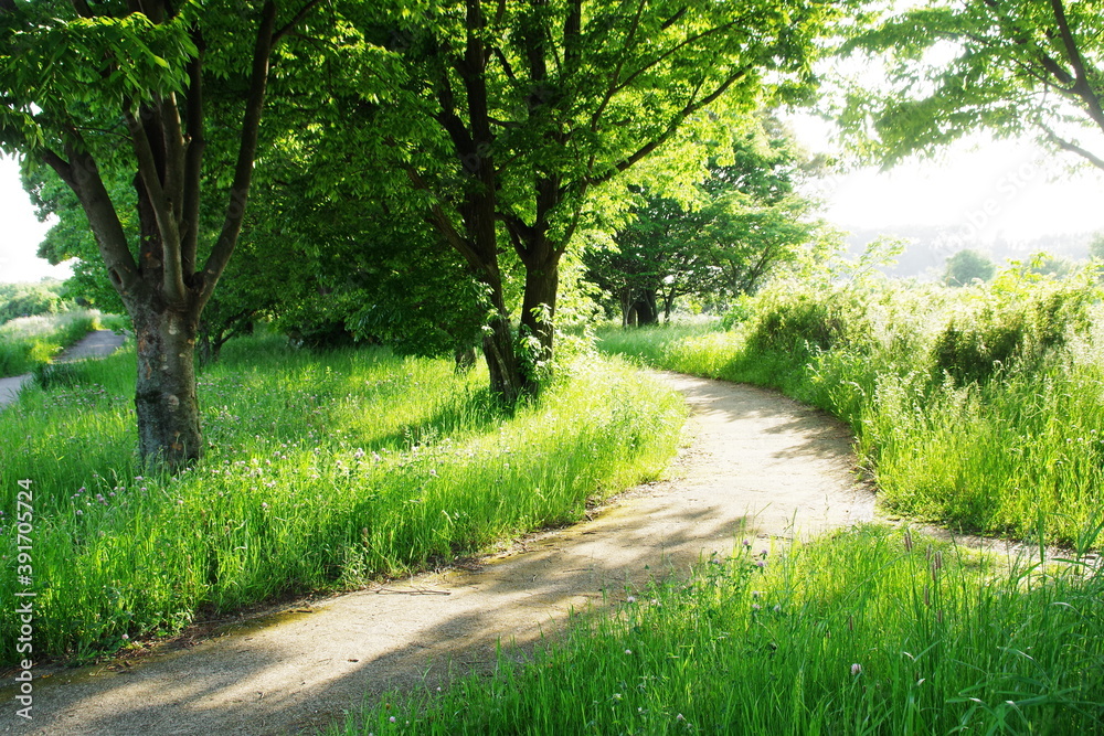 Obraz premium 緑の散歩道