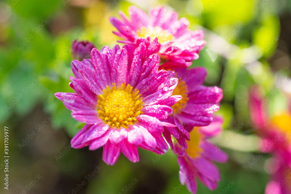 菊の花 菊の花