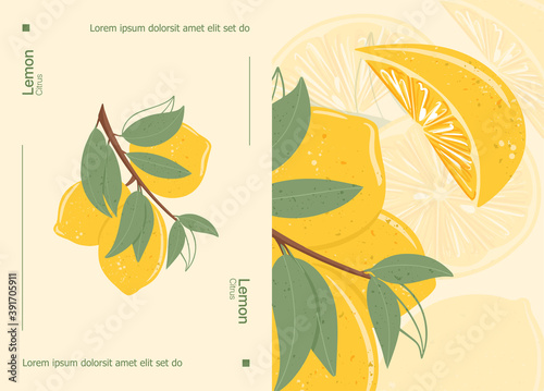 Fresh textured lemon fruits on branch with leaves vector hand drawn cards design with text.