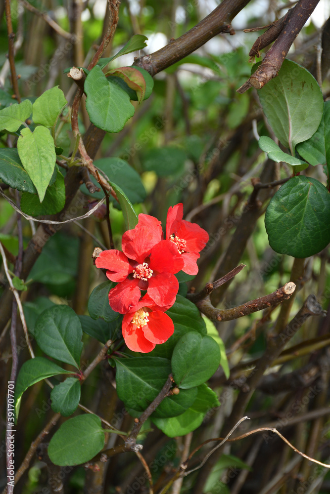 ボケの花
