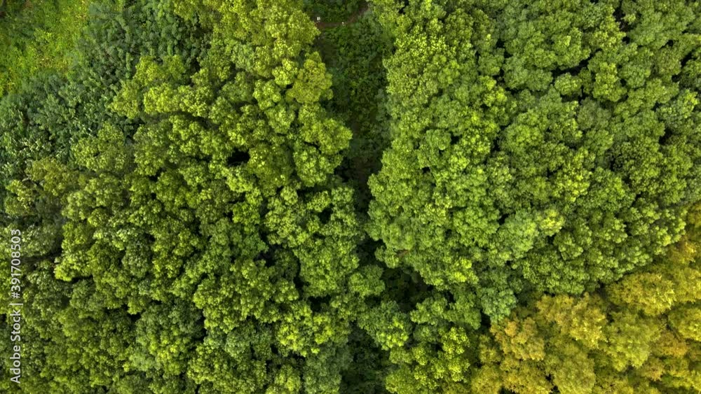 Forest aerial top view in early autumn. Forest of green conifers, deciduous trees with yellow leaves. Fall colors countryside woodland environment conservation or travel tourism concept b-roll footage Forest aerial top view in early autumn. Forest of green conifers, deciduous trees with yellow leaves. Fall colors countryside woodland environment conservation or travel tourism concept b-roll footage