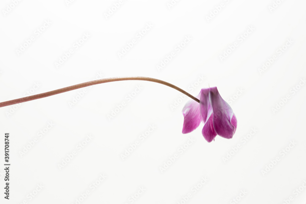 fiore isolato di ciclamino su fondo bianco fiore isolato di ciclamino su fondo bianco