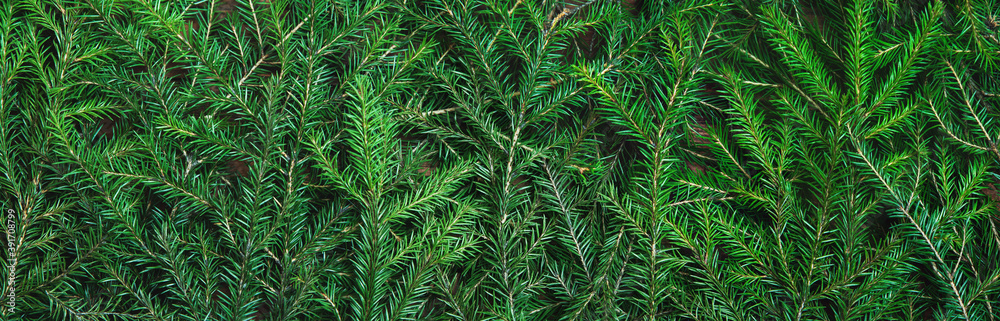 Background texture of Christmas tree branches Background texture of Christmas tree branches