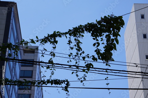 電線にぶら下がった蔦、街の中の雑草
Ivy hanging on an electric wire, weeds in the city photo