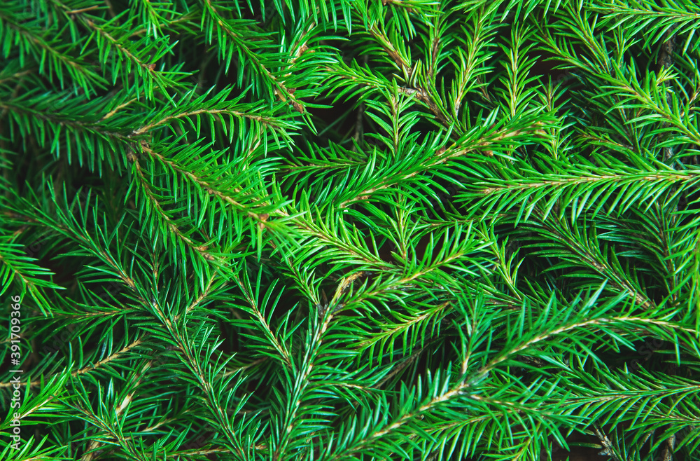 Background texture of Christmas tree branches