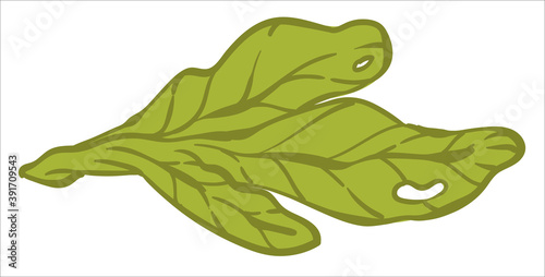 Salad leaves, vegetables at shop or market vector