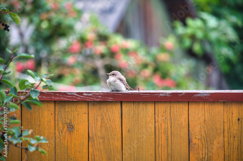 Bird on a rustic fence photo