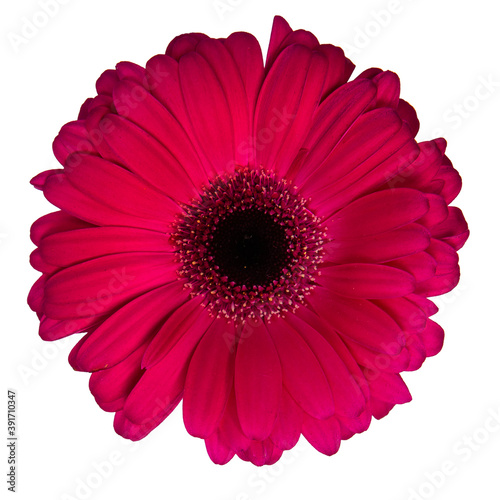 red gerbera isolated on white