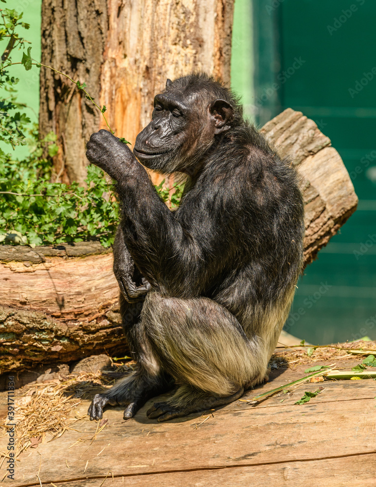 chimpanzee (Pan troglodytes) sitting on log looking on tree twig chimpanzee (Pan troglodytes) sitting on log looking on tree twig