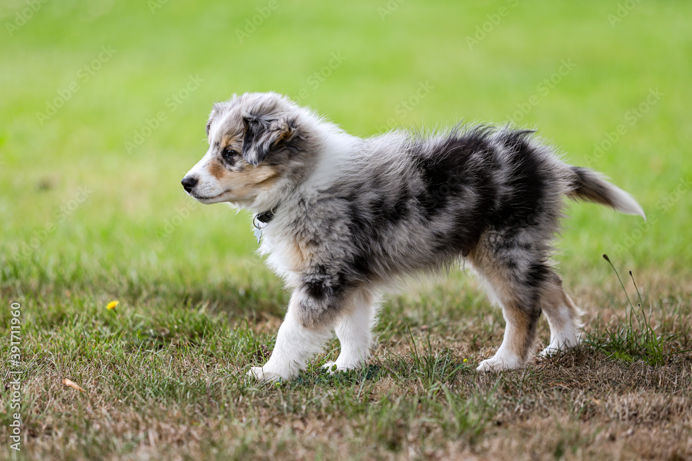 Beautiful small shetland sheepdog sheltie puppy walking on garden grass.
