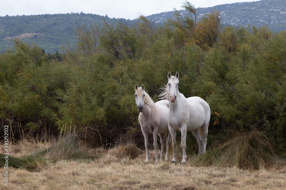 Obraz premium chevaux blancs