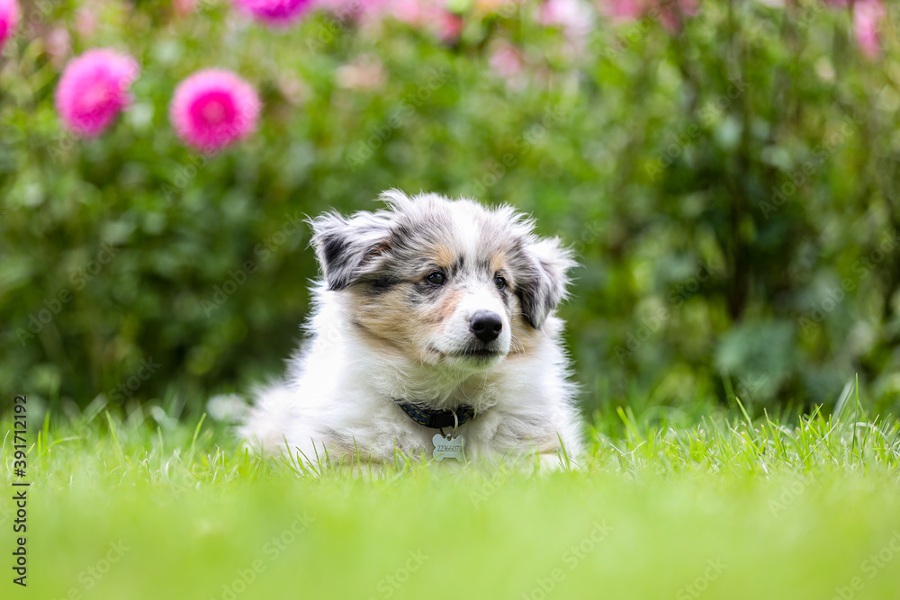 Beautiful small shetland sheepdog sheltie puppy with flowers on the background. Beautiful small shetland sheepdog sheltie puppy with flowers on the background.