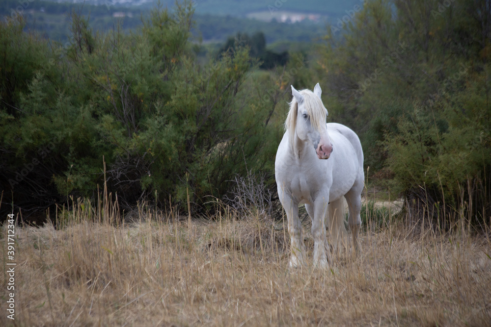Obraz premium cheval blanc