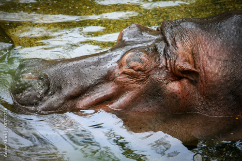 A brown hippopotamus lying in the water.