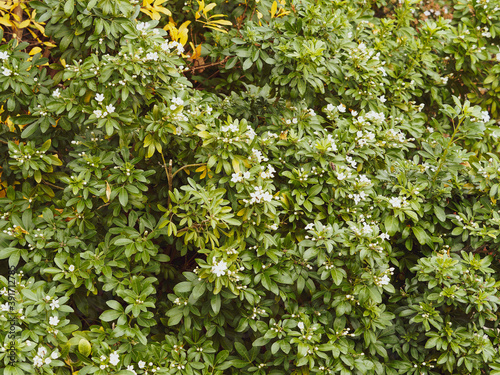(Choisya ternata) Orangenblume, kleiner Strauch mit aromatischen fingerförmig dunkelgrünen, glanzend Blätter und weißen Blüten mit fünf Kronenblättern
