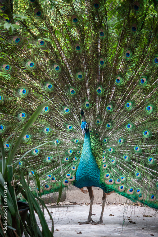 Obraz premium The green peacock is on a beautiful tail