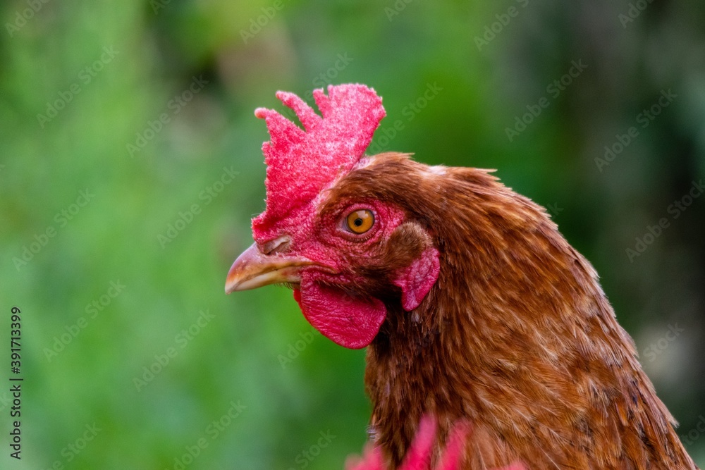 portrait of chicken in the grass