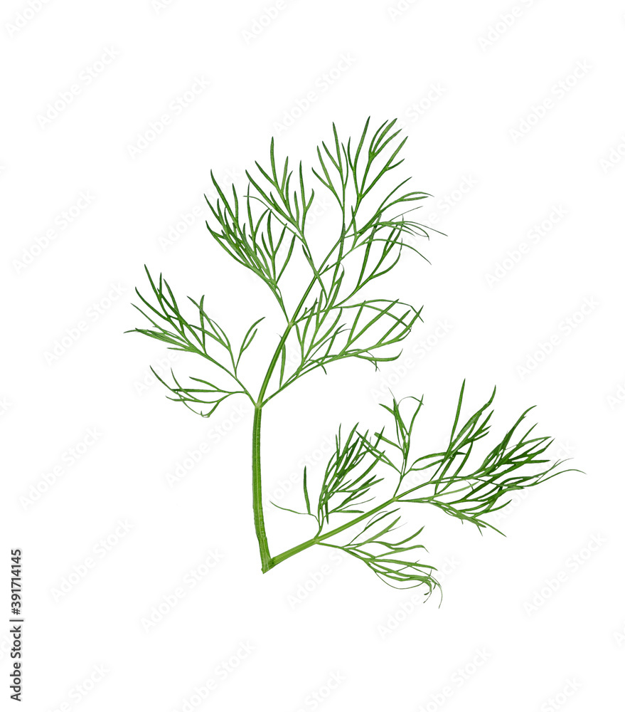 Fresh green raw dill plant leaf isolated on white background. Representing healthy eating and vegetarian food proper seasoning Fresh green raw dill plant leaf isolated on white background. Representing healthy eating and vegetarian food proper seasoning