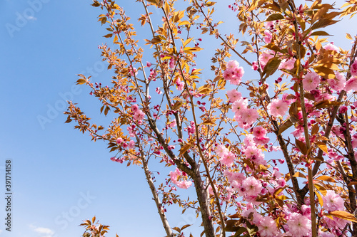 Branch of blooming Japanese sakura close-up against the sky with a place for text. Delicate pink petals with a refined fresh aroma. Hello spring. Banner or postcard for mother or woman day. Close-up