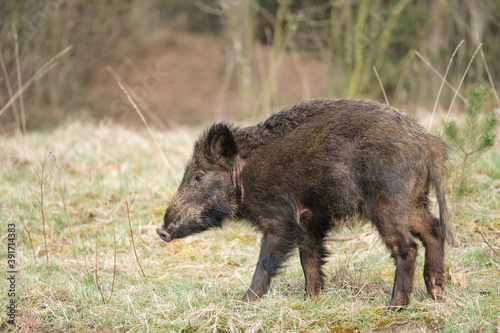 Wild boar, a cute funny piglet walking on grass, trees in backgound