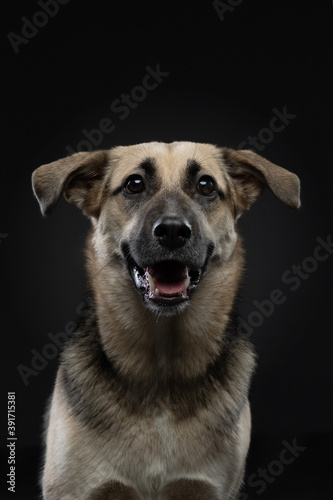Fototapeta Naklejka Na Ścianę i Meble -  dog smiling , funny portrait. Happy pet in studio on black background. 