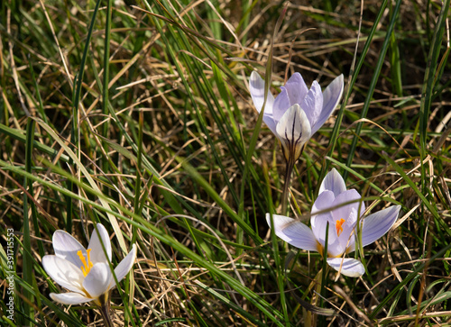 fiori  spontanei di crocus biflorus photo