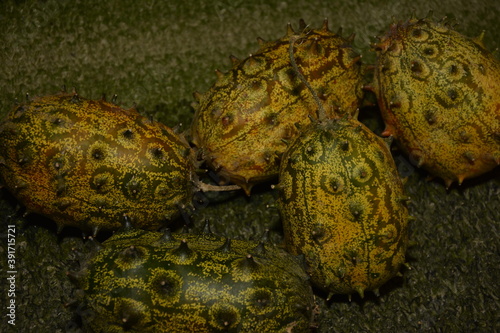 fruits of Kiwano, Cucumis metulifer,kiwano fruit, Cucumis metulifer, photo