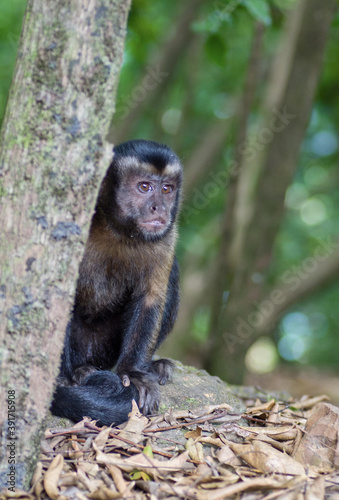 Guyane