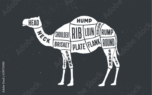 Camel, dromedary. Butcher guide scheme. Camel Chart. Camel silhouette chalk, blackboard. Poster for Butchery meat shop, Restaurant menu, Kitchen wall design, typography. Vector Illustration