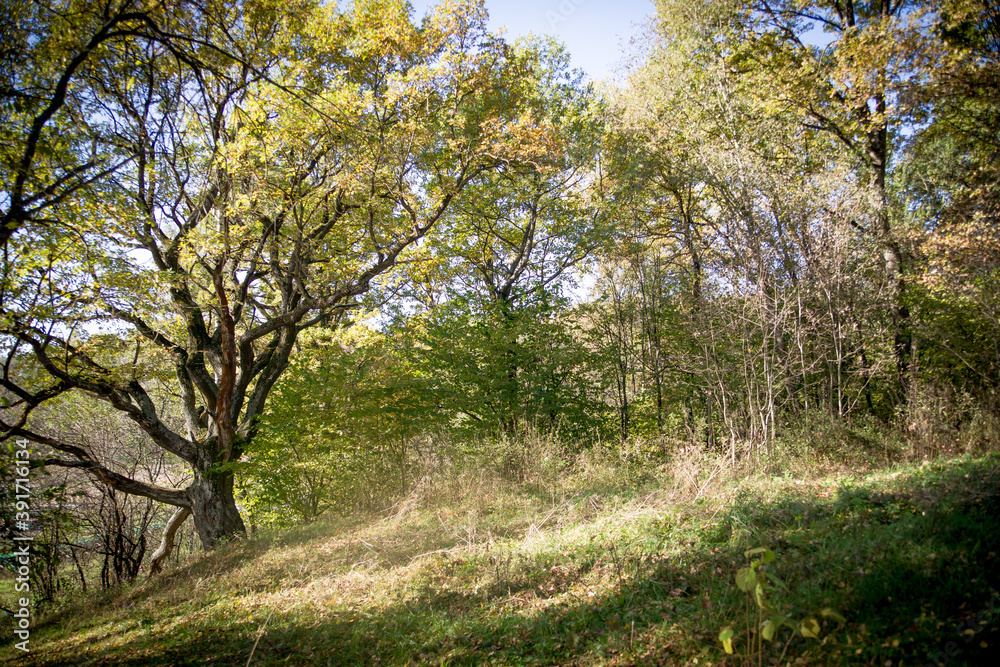 Fototapeta premium trees in the forest