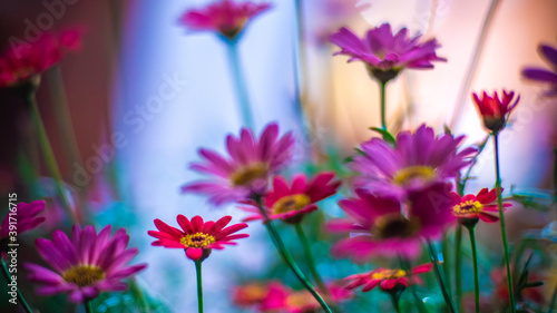 Fleurs naturelles du jardin avec effet de bokeh sur fond bleu