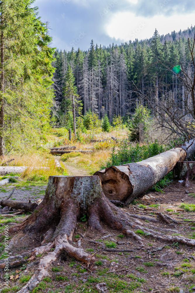 Fototapeta premium Felled tree trunk and tree stump on a mountain glade in coniferous forest in Tatra Mountains, Poland.