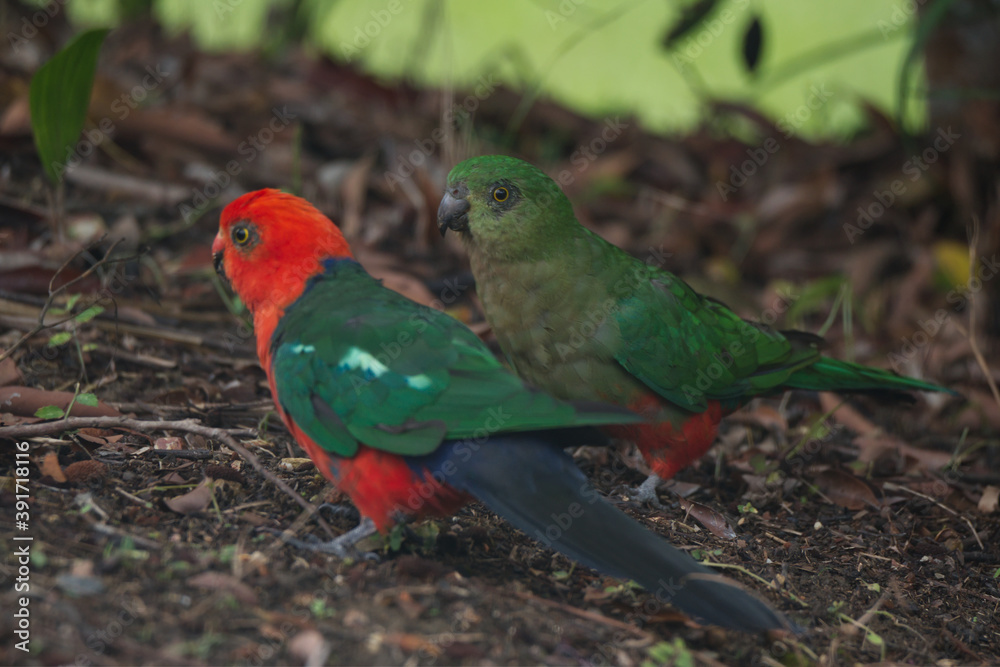 Obraz premium Male Australian King-Parrot feeding lychee to a juvenile