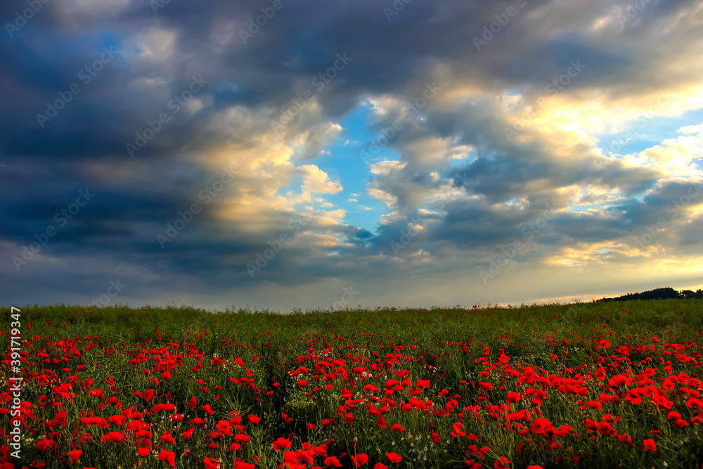 Landscape with nice sunset over poppy field. Summer evening in countryside. Landscape with nice sunset over poppy field. Summer evening in countryside.